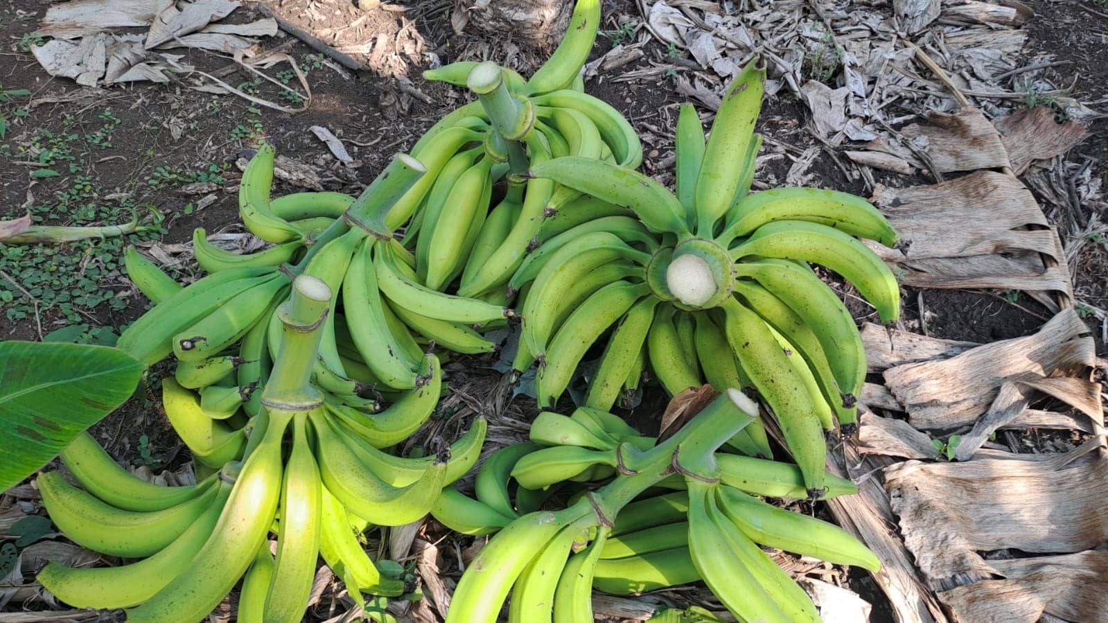 Venta de Plátano Hartón a granel
