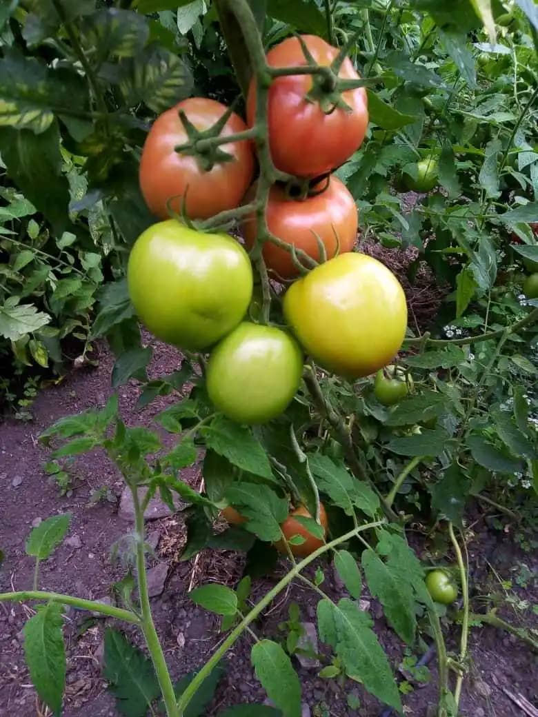 Venta de tomate de aliño Toledo X 20 kg