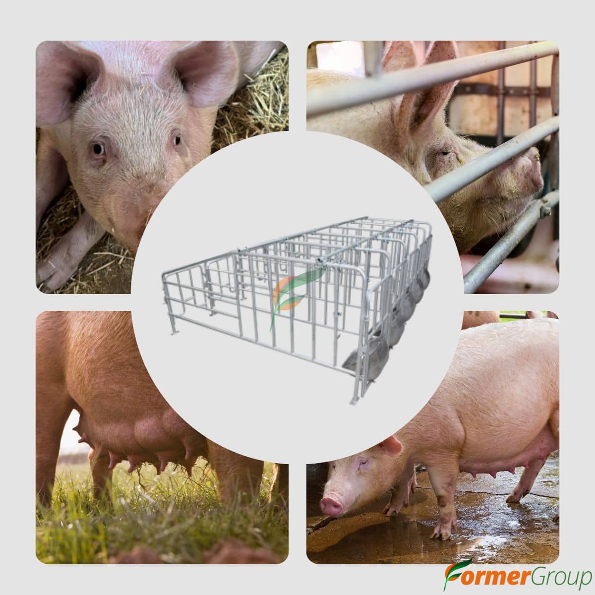 Jaula de Gestación 5 Módulos para Cerdas