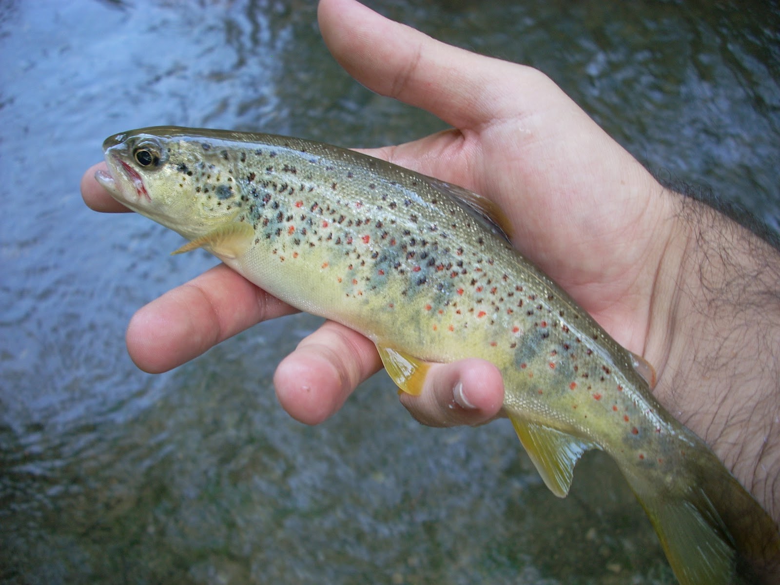 Pesca Deportiva Arco Iris