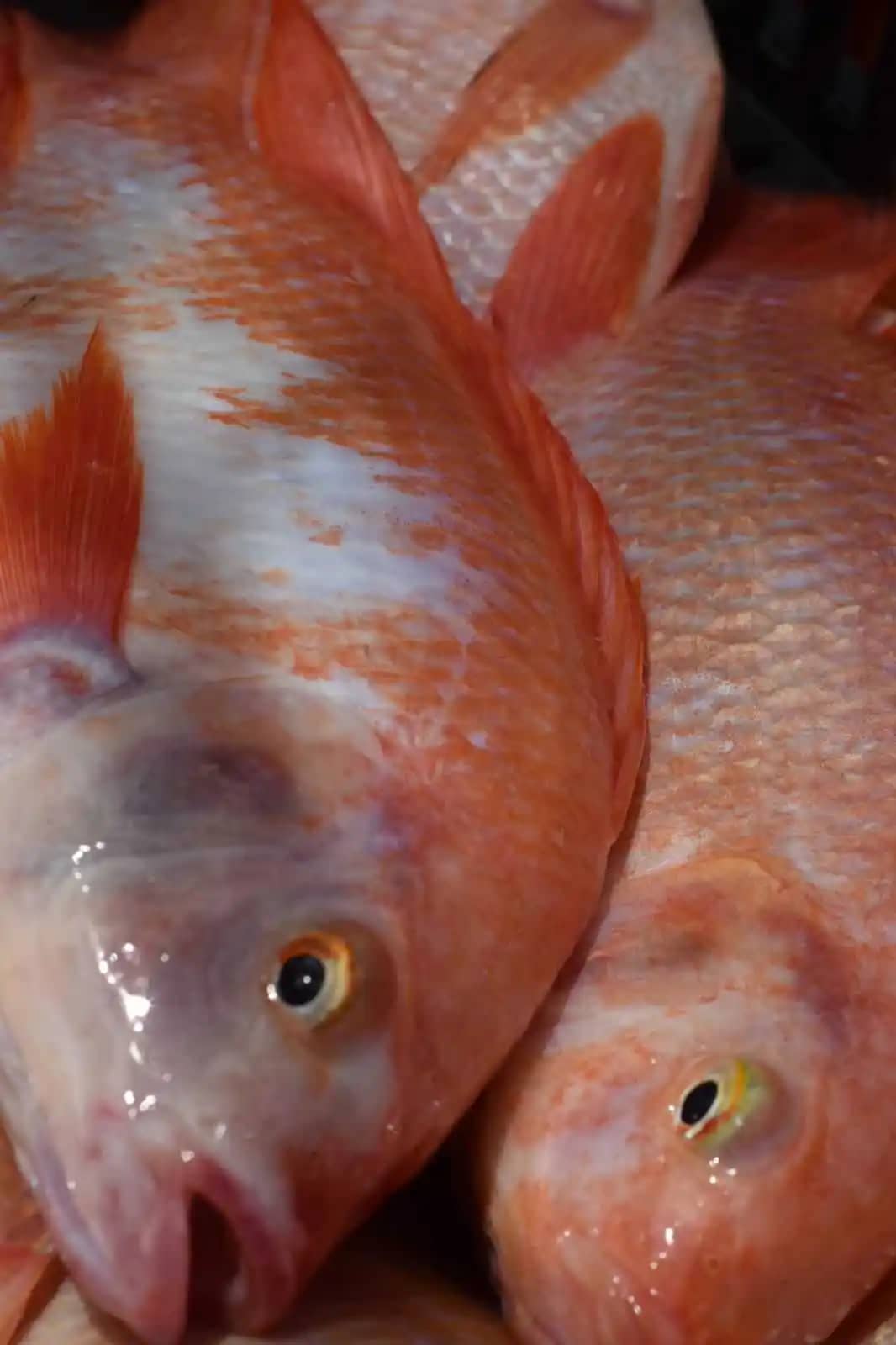 Venta de tilapia roja de alta calidad de Dakota Fish