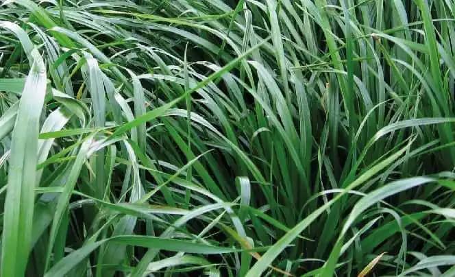 Semilla De Rye Grass Anual Perenne Acrobat x 2 Lb