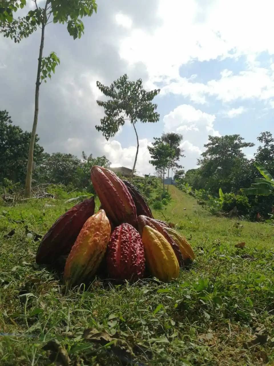 Venta de Cacao en Grano Seco