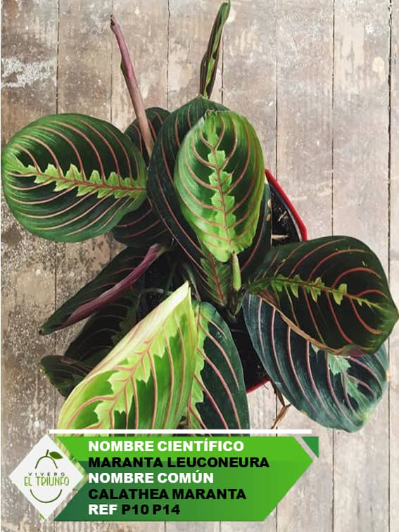 Plántula de Calathea Maranta