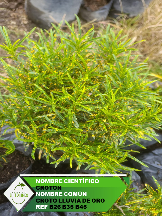 Plántula de Croto Lluvia de Oro