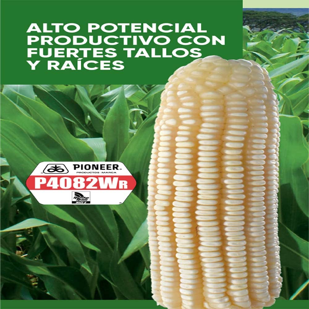 Pioneer P4082WR | Semilla híbrida OMG de alto rendimiento