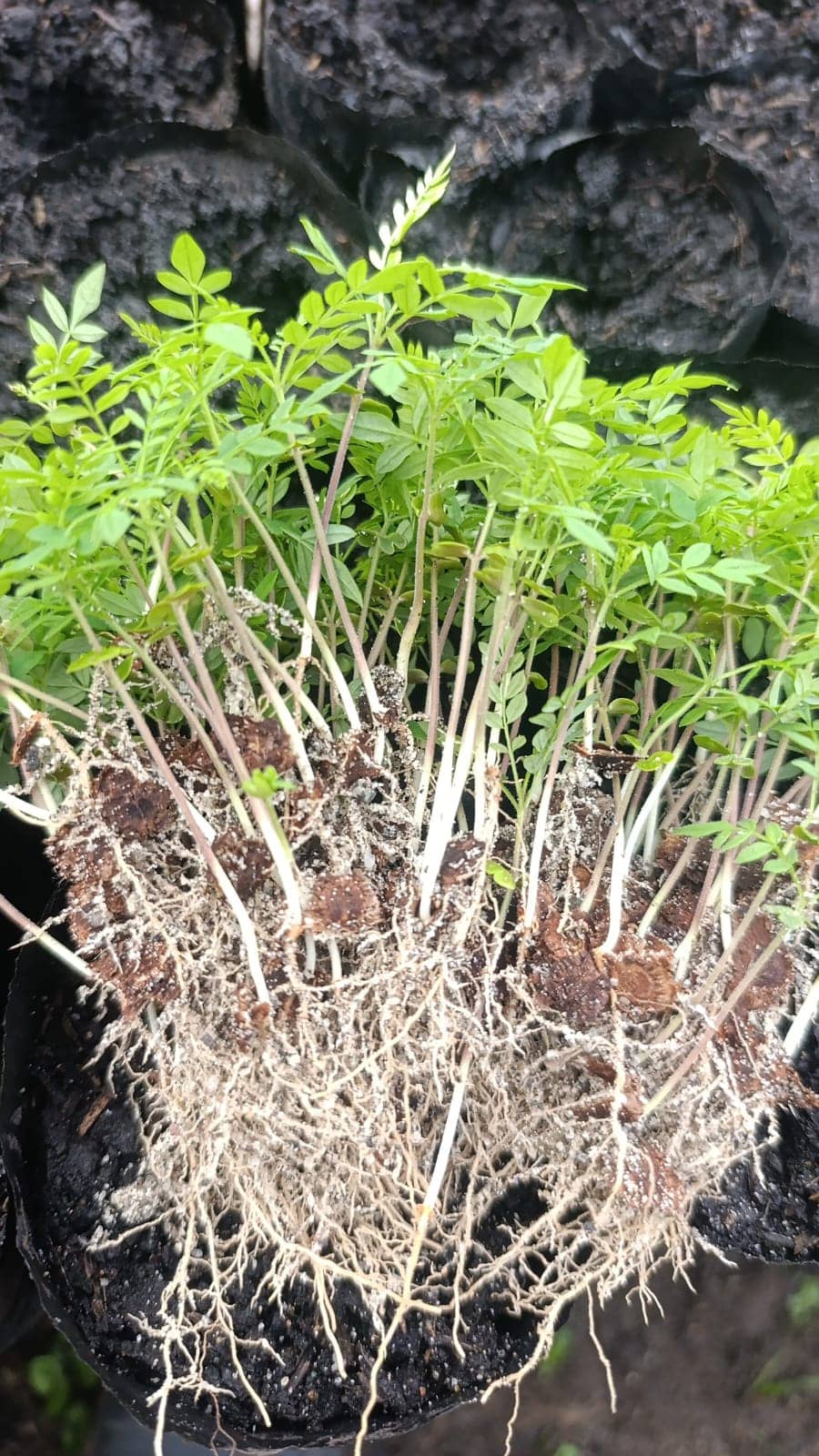 WhatsApp Image 2026-03-05 at 12.28.09 (1).jpeg