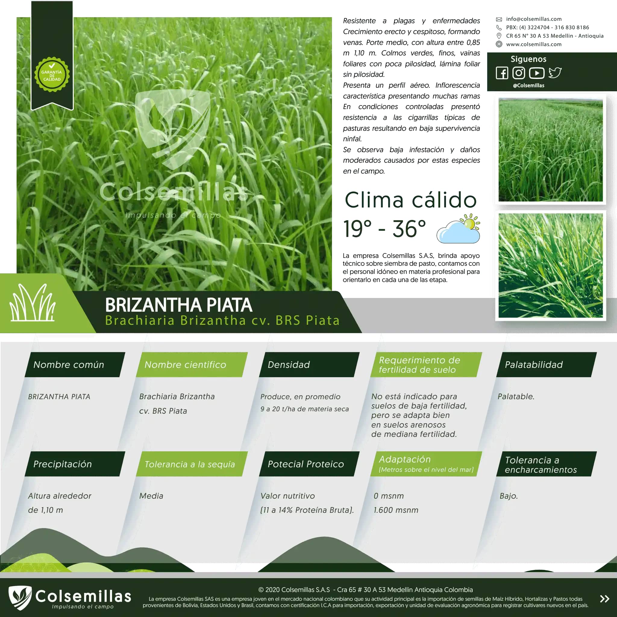 Pasto Brachiaria Brizantha Piata x 1kg