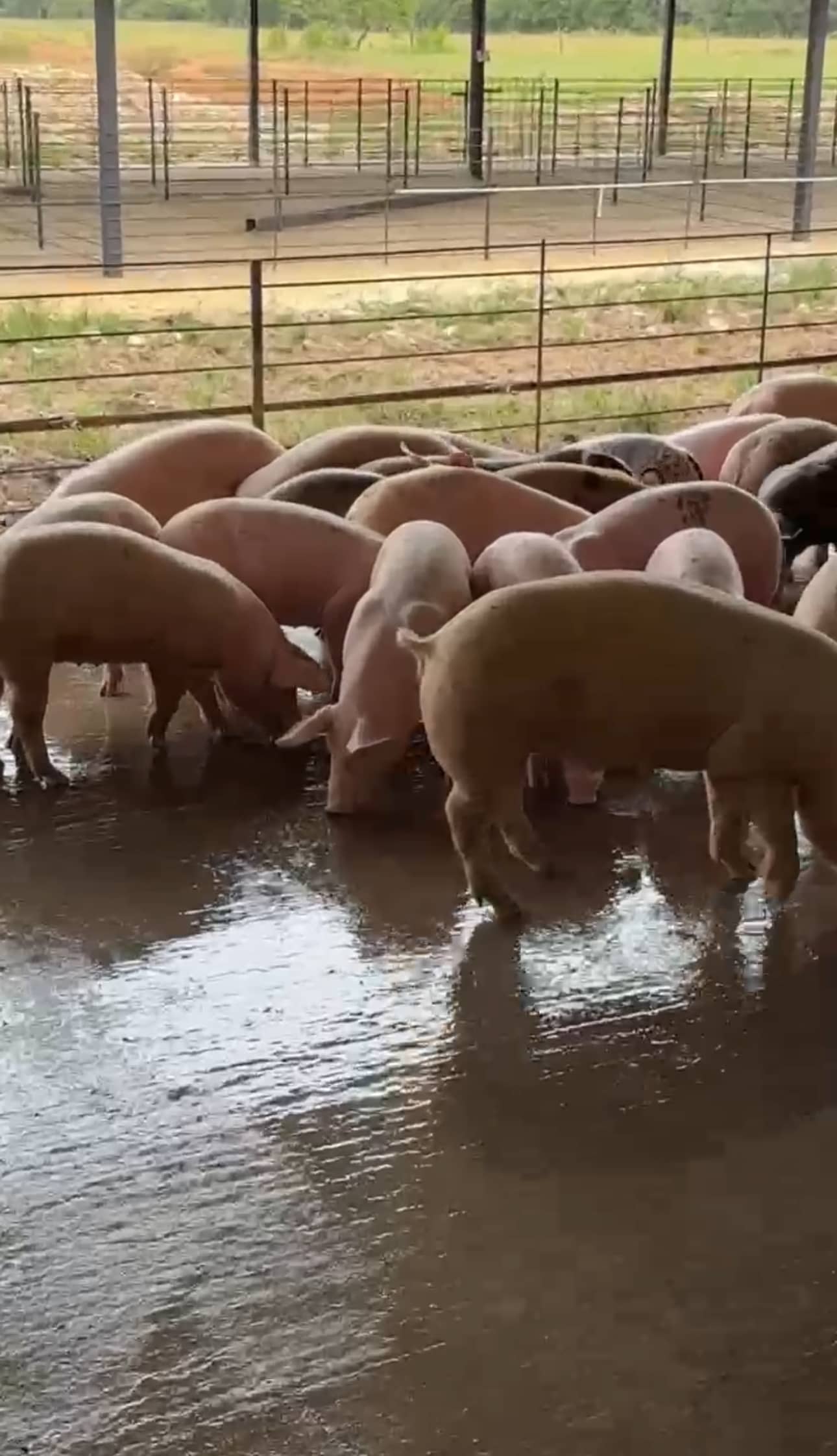 Cerdos cebados de 130 kilos excelente calidad