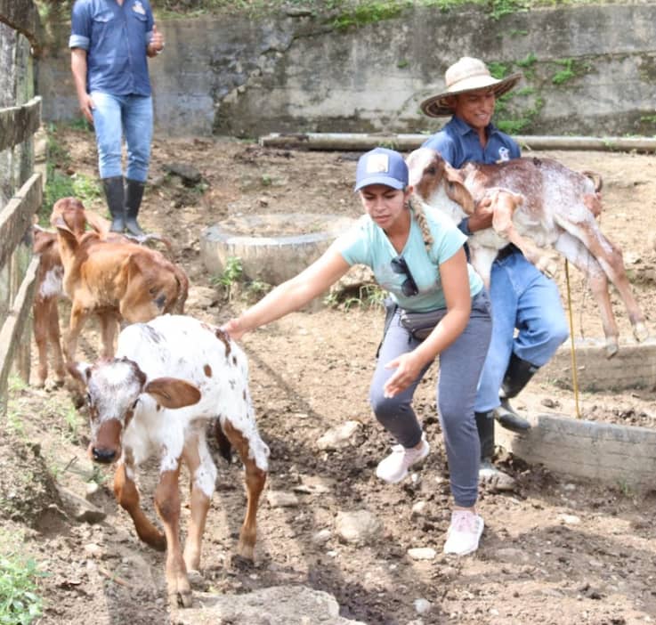 Terneros Cowboys.png