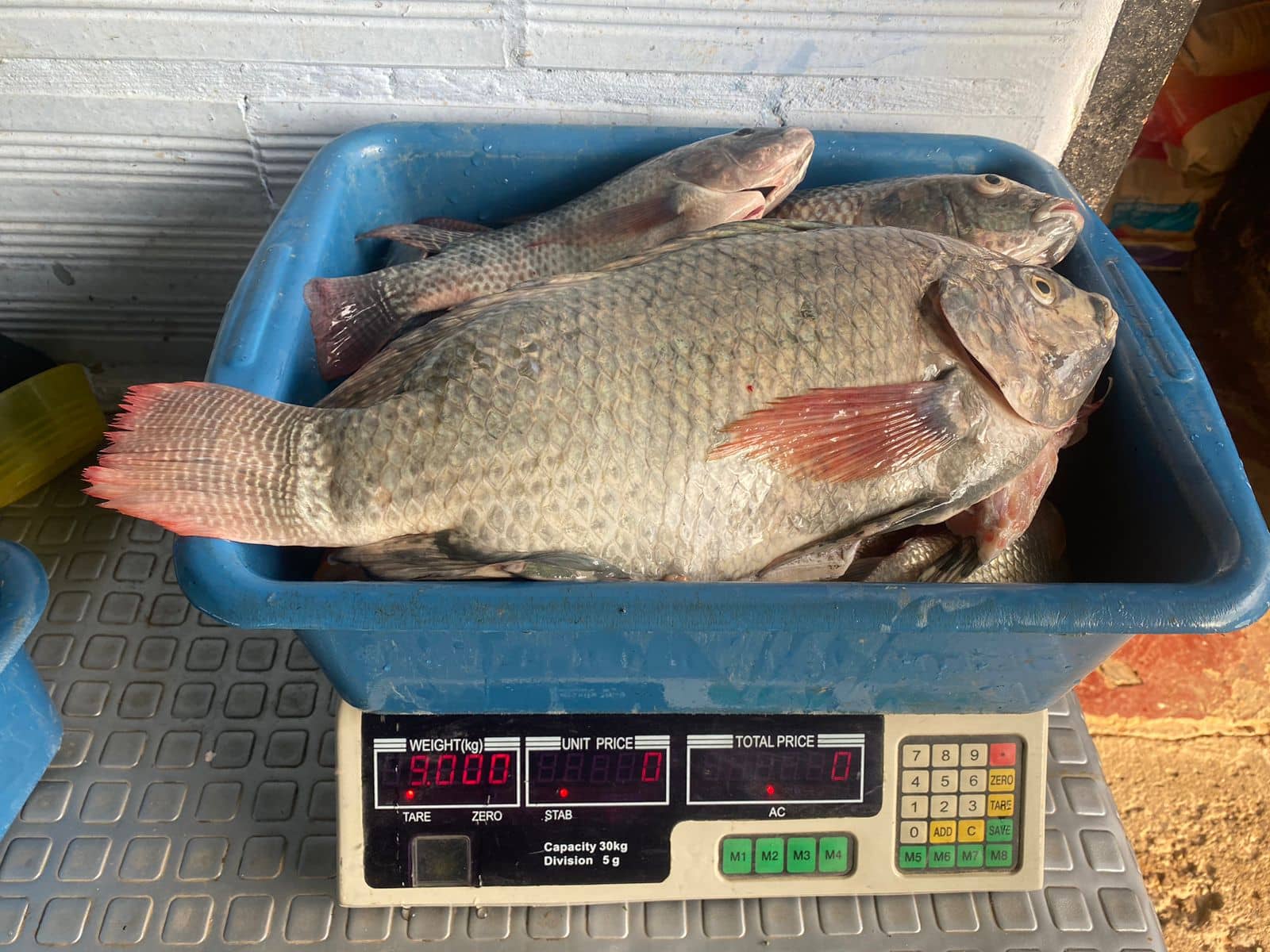 Tilapia Nilotica