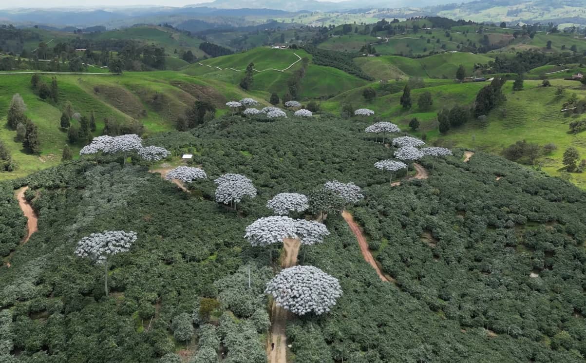 Plantación Tomate de árbol.png