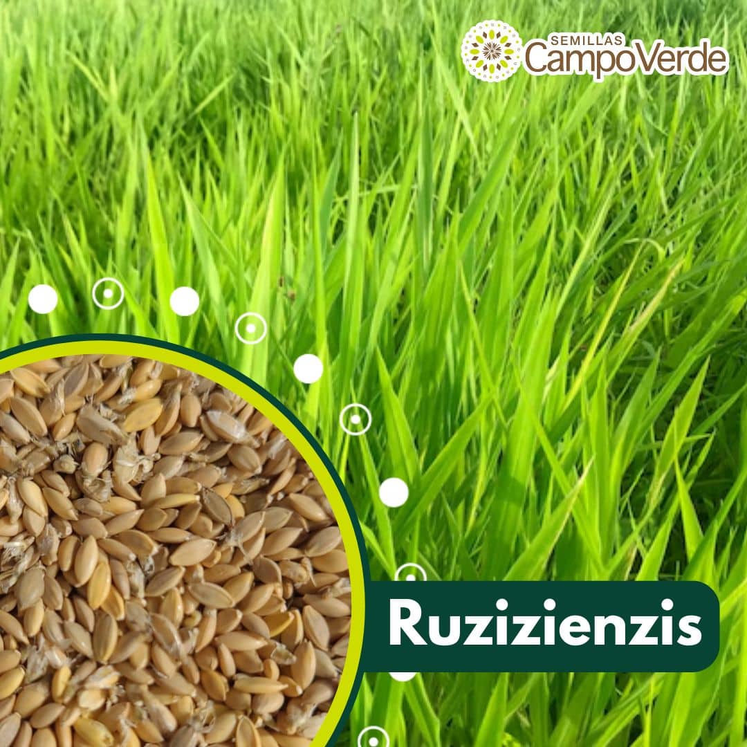 Semilla de pasto Brachiaria Ruziziensis – Pureza 93% – VC 76% – Importada de Brasil