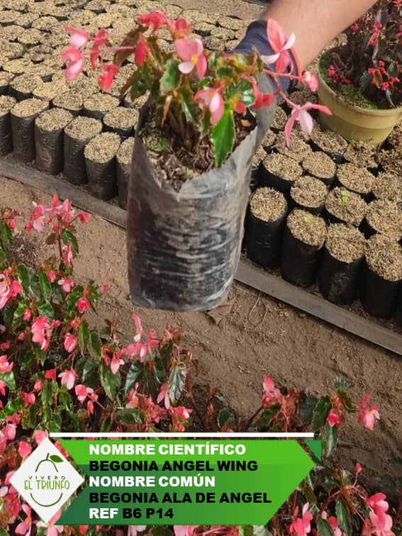 Plántula de Begonia Ala de Ángel