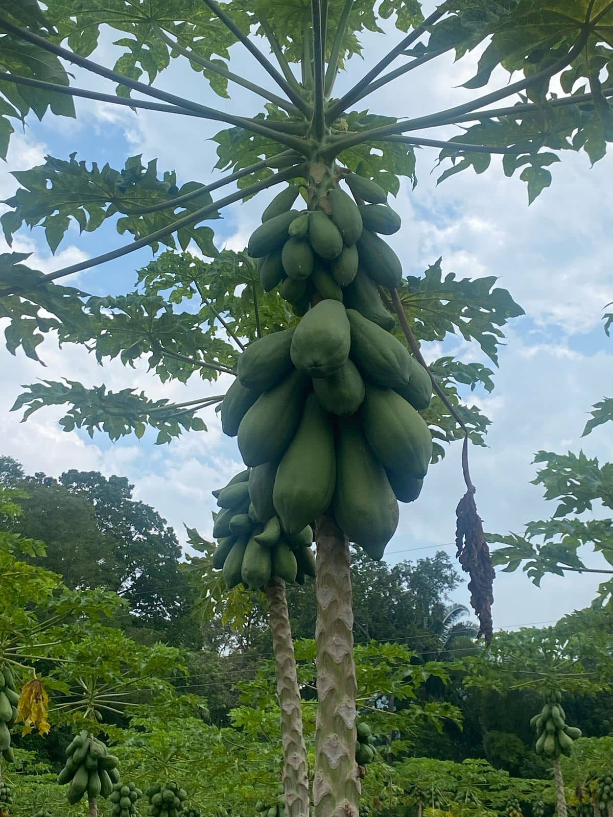 Papaya Fresca por kg