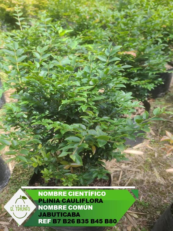 Plántula de Jabuticaba