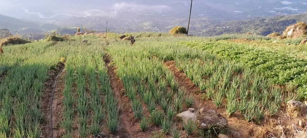 Luisa Fernanda Alvarez