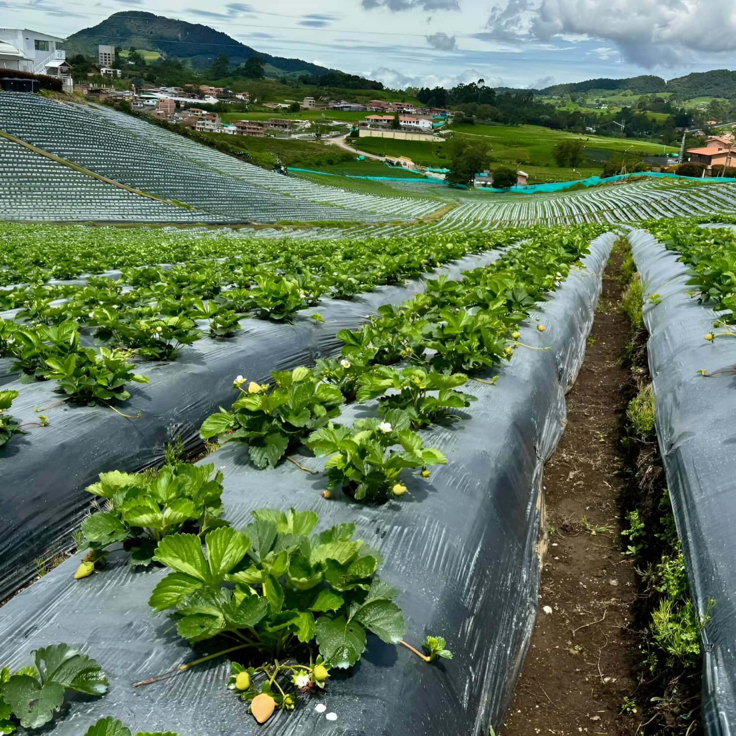 Plástico AgromulchX para Fresa | Control de Maleza y Humedad