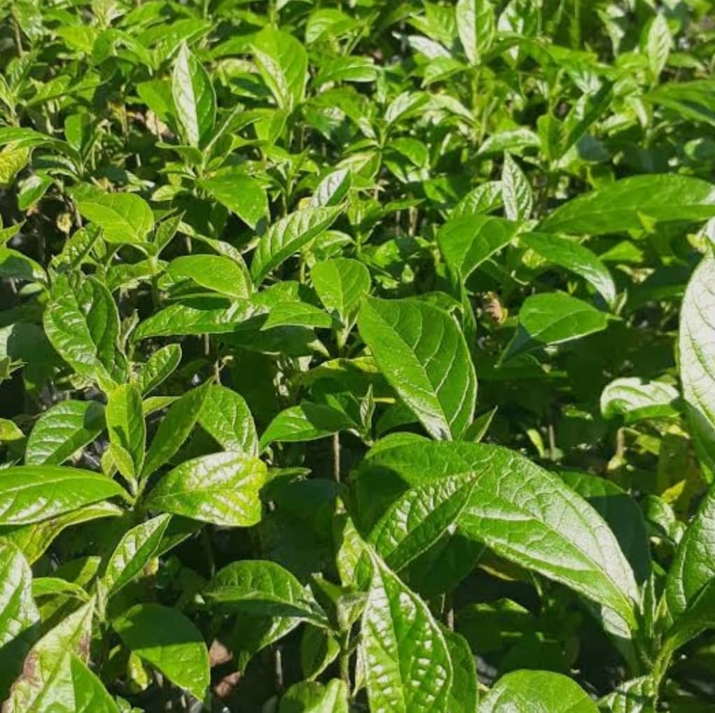 Nogal Cafetero  Bolsa de 20x 30 cm - Compra Online en Colombia