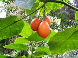 Tomate de árbol