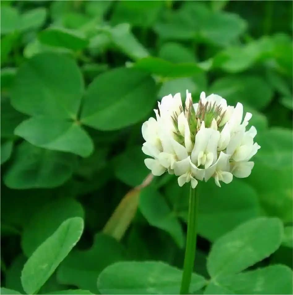 Semilla De Carretón Blanco Gigante x 454 Gr