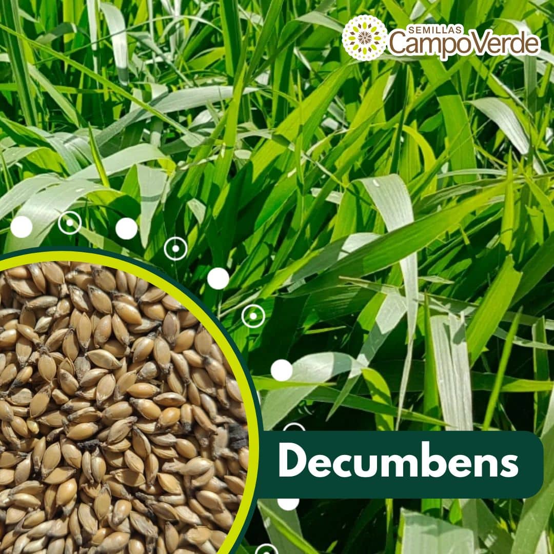 Semilla de pasto Brachiaria Decumbens – Pureza 90% – VC 78% – Importada de Brasil