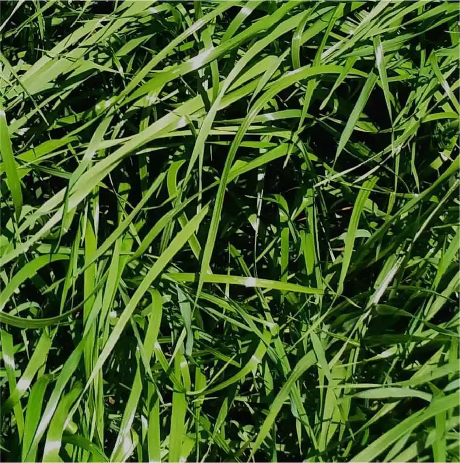 Semilla De Rye Grass Anual Híbrido Bison x 50 Lb