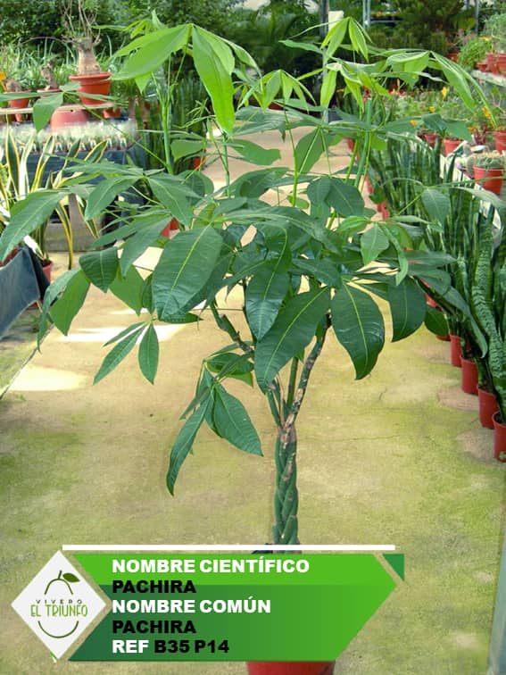 Plántula de Pachira