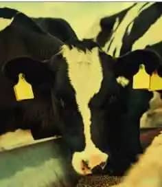 Suplemento Balanceado para Vacas Lactantes 72-16