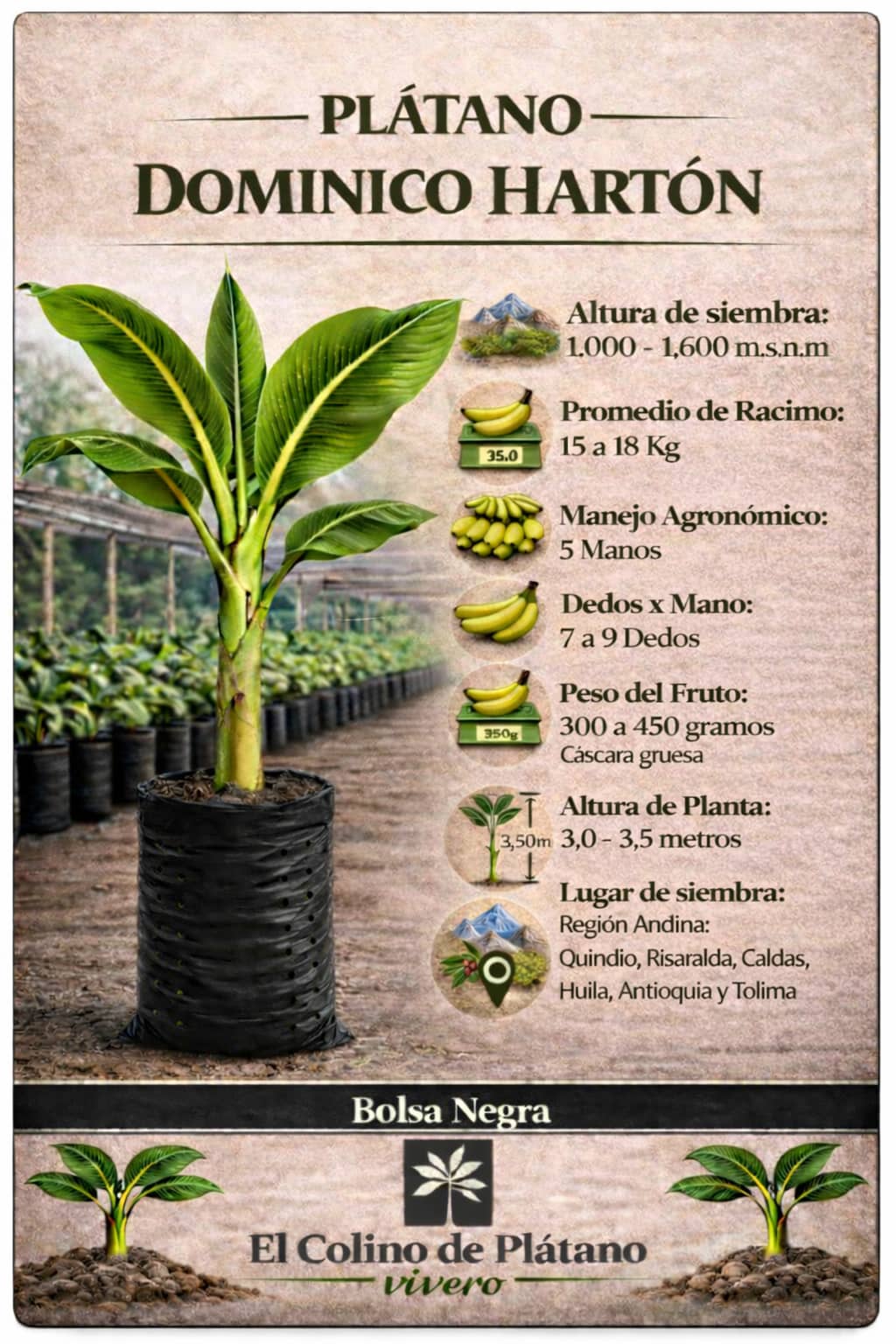 Plántula de Plátano Dominico Hartón Certificada