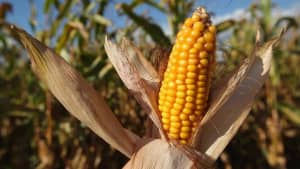 Maíz blanco cáscara