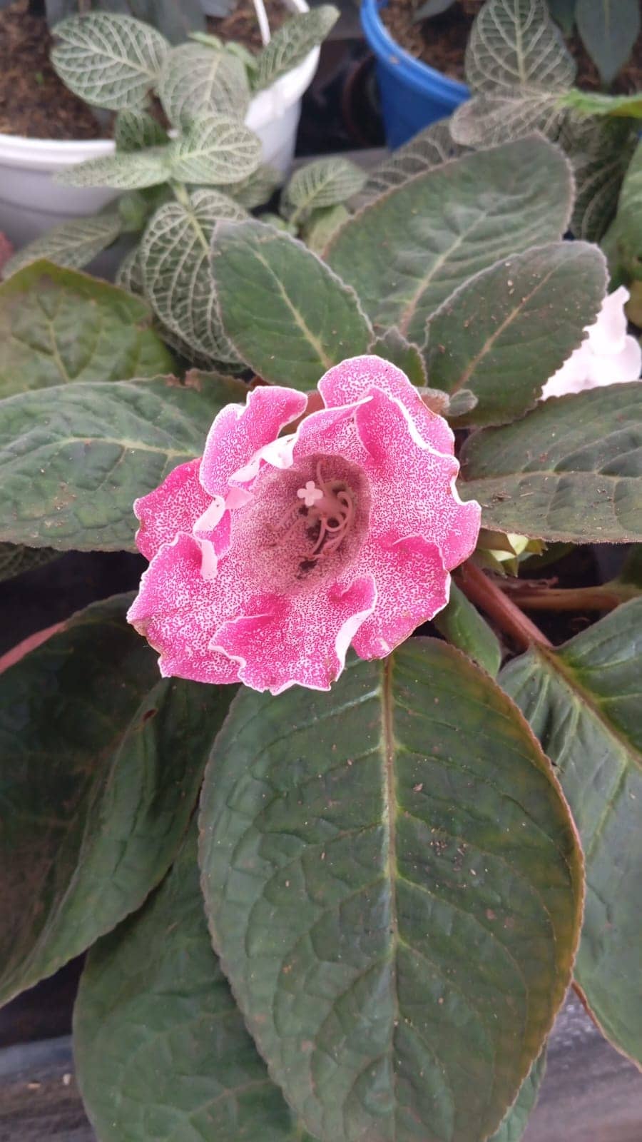 Gloxinia en Maceta | Planta Floral Premium Colombia