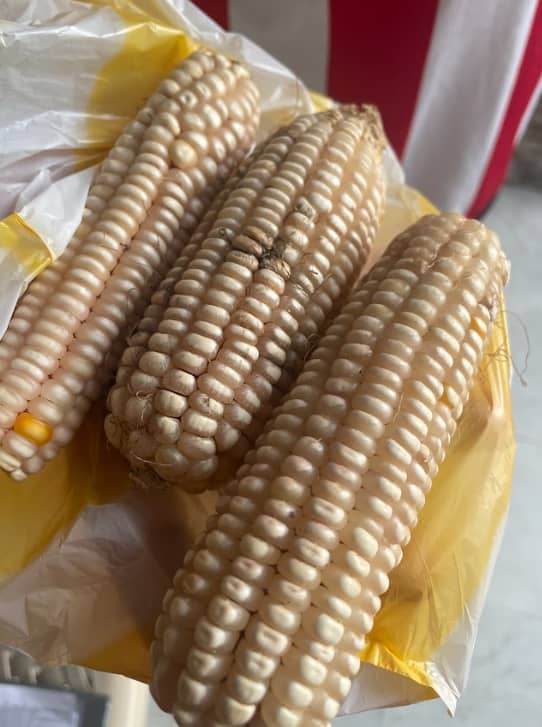 Captura de pantalla 2024-12-20 110536.png