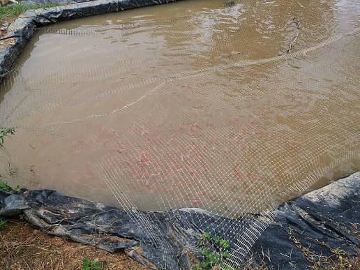 Medio Mundo Piscicola Tilapia Roja