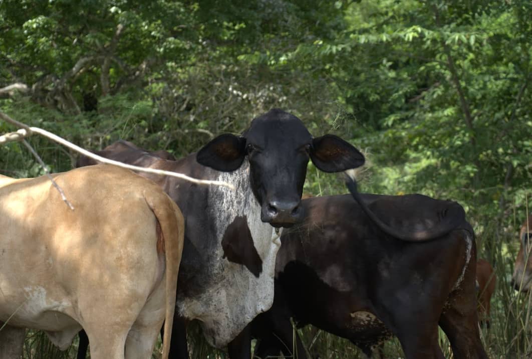 Captura de pantalla 2024-12-19 163838.png