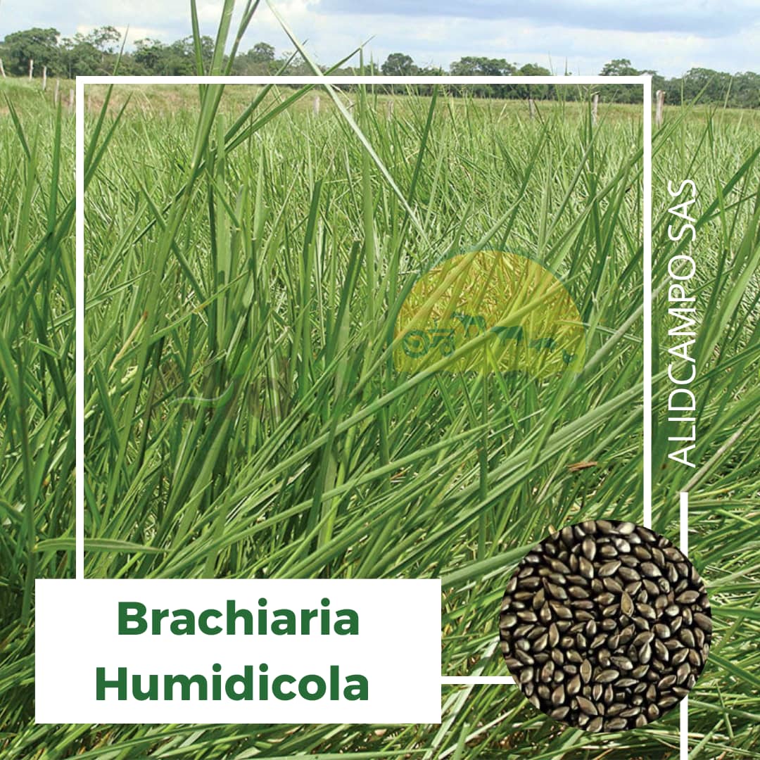 Semilla Brachiaria Humidicola