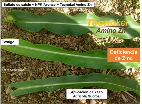 Bioestimulante Tecnokel Amino Zinc