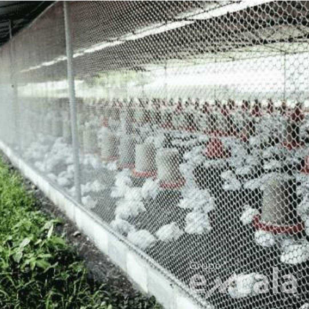 Malla Cerram Pollito 21x21mm x 1.83m x 30m Transparente Excala