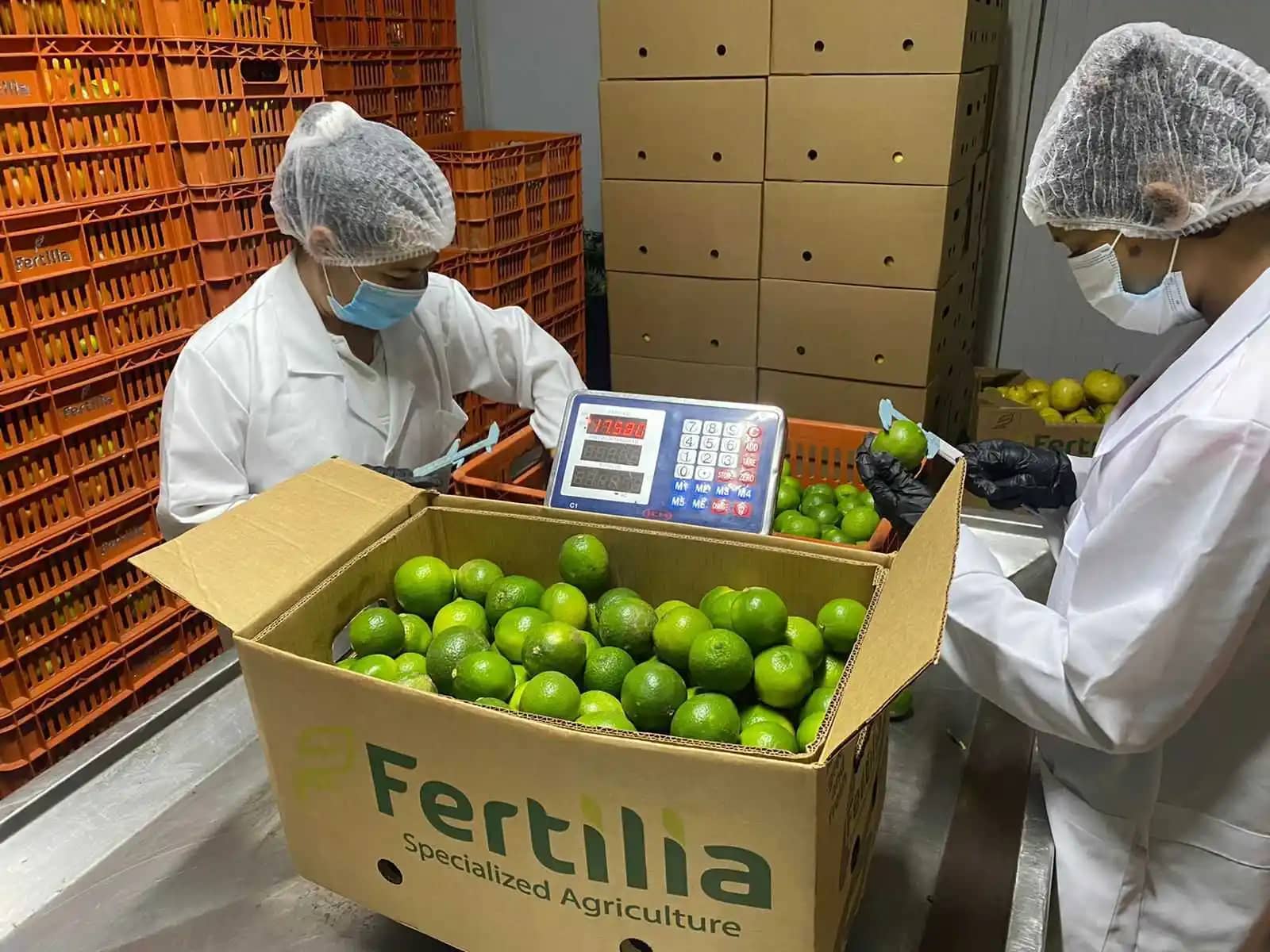 Calidad limon Fertilia.jpeg