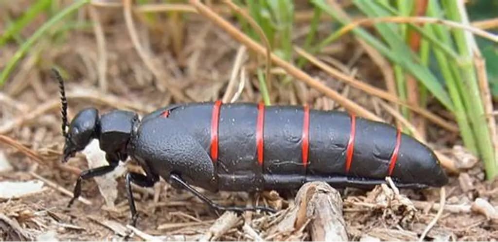 Escarabajos en Palma de Aceite: Biología, Daños, Impacto Económico y Manejo Integrado en Sistemas Productivos