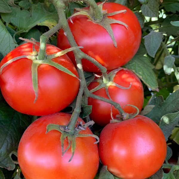 Tomate Chonto 1 kg | Fresco en Colombia | Distribuidor Yired