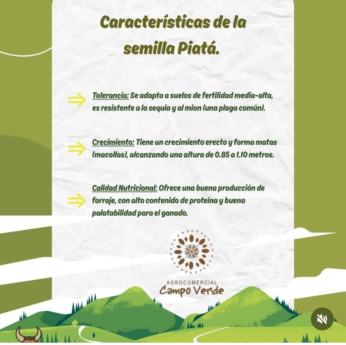 Semilla de pasto Brachiaria Piata – Pureza 90% – VC 77% – Importada de Brasil