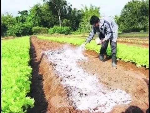 Cal Agrícola Viva Óxido de Calcio 5 Kilos | Fertilizante y Desinfectante | Croper