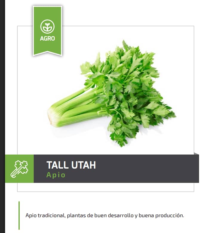 Semilla de Apio Tall Utah 454g – Alto rendimiento agrícola