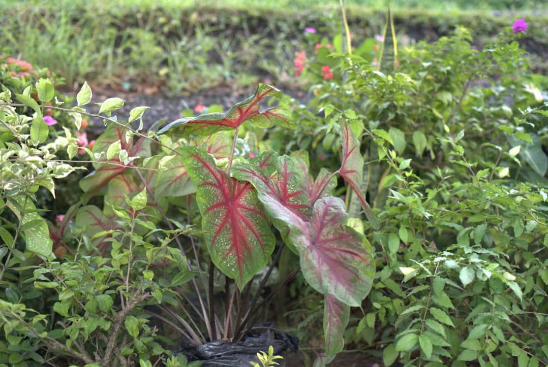 Captura de pantalla 2024-12-20 095629.png