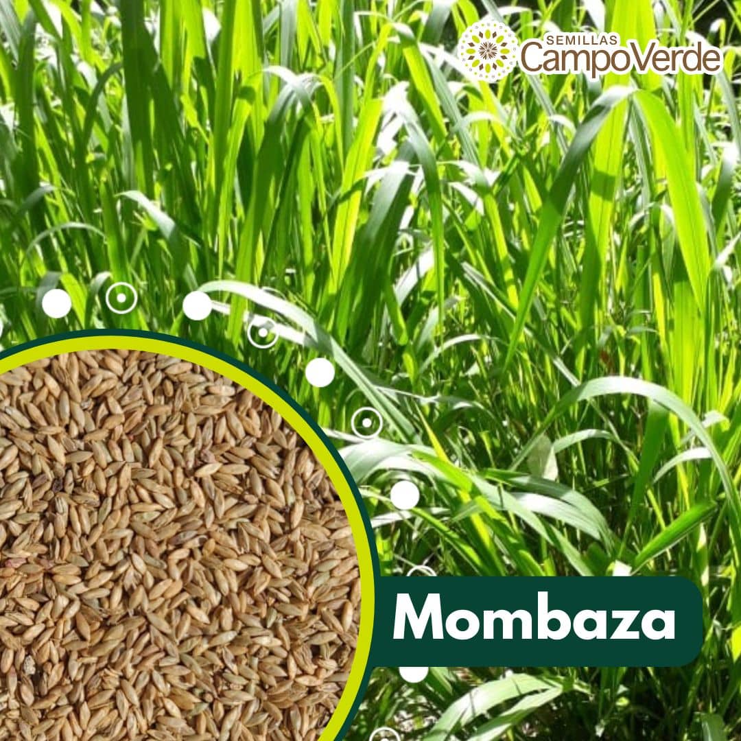 Semilla de pasto Panicum Mombaza – Pureza 90,2% – VC 76% – Importada de Brasil