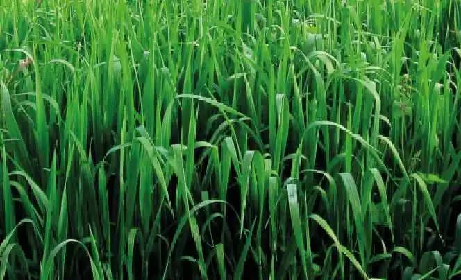 Semilla De Avena Dorada Forrajera 50 Lb