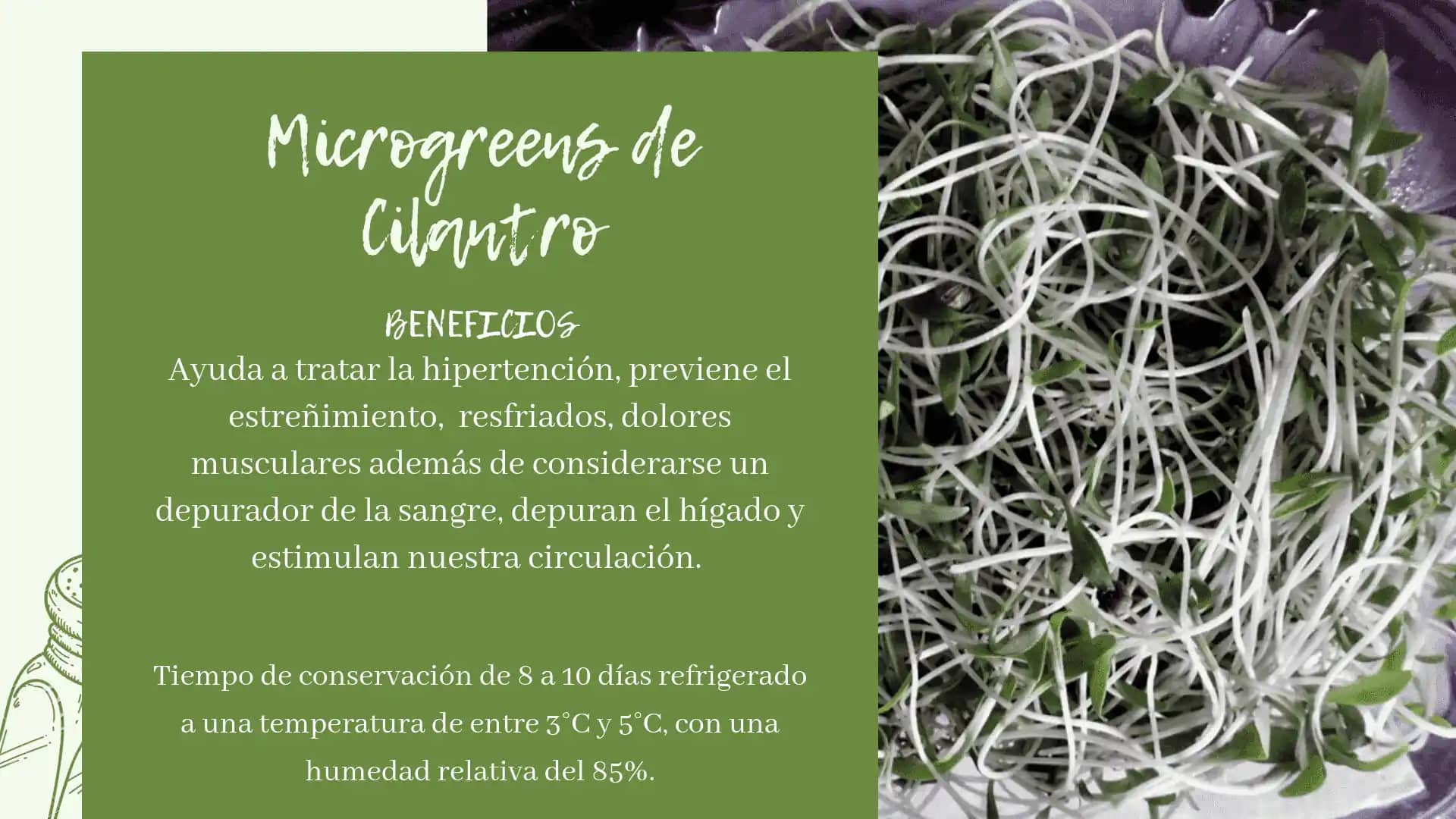 Microgerminado de cilantro - Microgreens y germinados BFUE