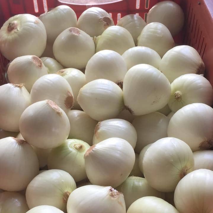cebolla.jpg
