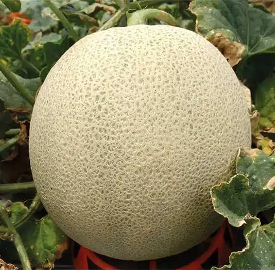 Semilla De Melon Hibrido Calypso (Tipo Harper) X 1000 Uni - Impulsemillas